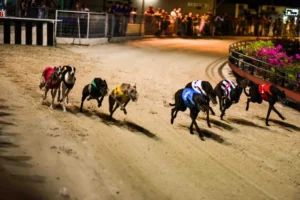 Hướng Dẫn Cách Chơi Đua Chó Bet88 Luôn Thắng Cho Người Mới