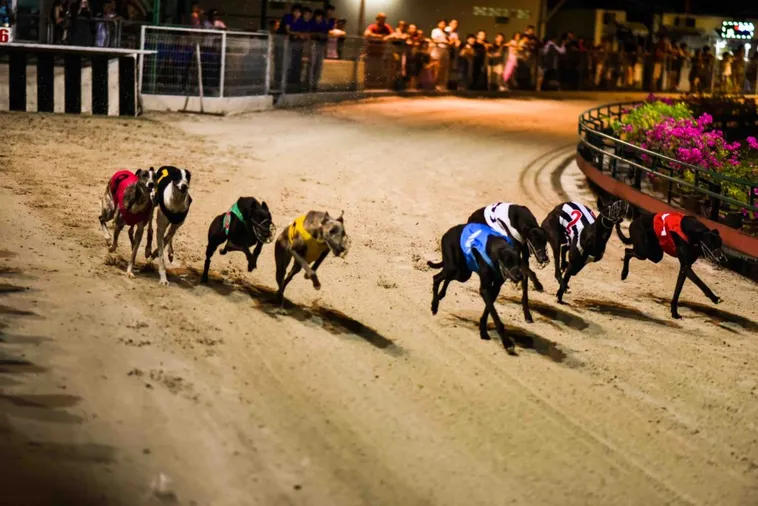 Hướng Dẫn Cách Chơi Đua Chó Bet88 Luôn Thắng Cho Người Mới 1 Hướng Dẫn Cách Chơi Đua Chó Bet88 Luôn Thắng Cho Người Mới