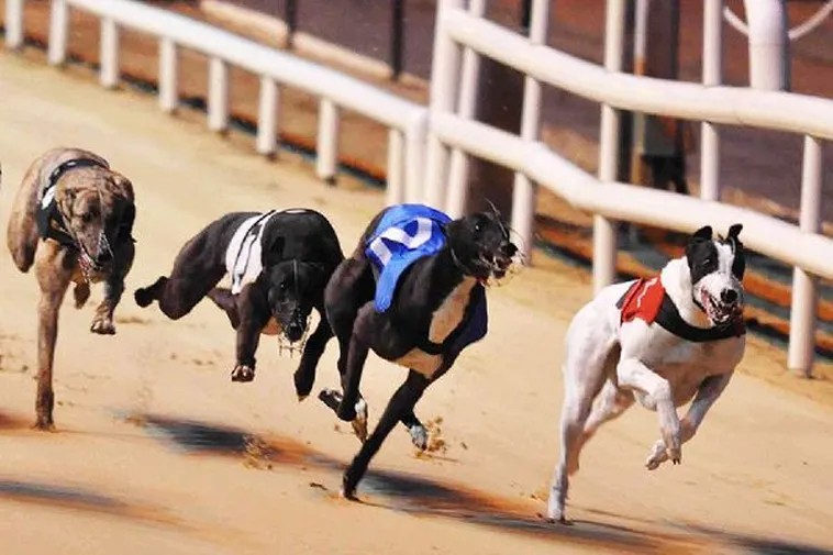 Hướng Dẫn Cách Chơi Đua Chó Bet88 Luôn Thắng Cho Người Mới 2 Hướng Dẫn Cách Chơi Đua Chó Bet88 Luôn Thắng Cho Người Mới