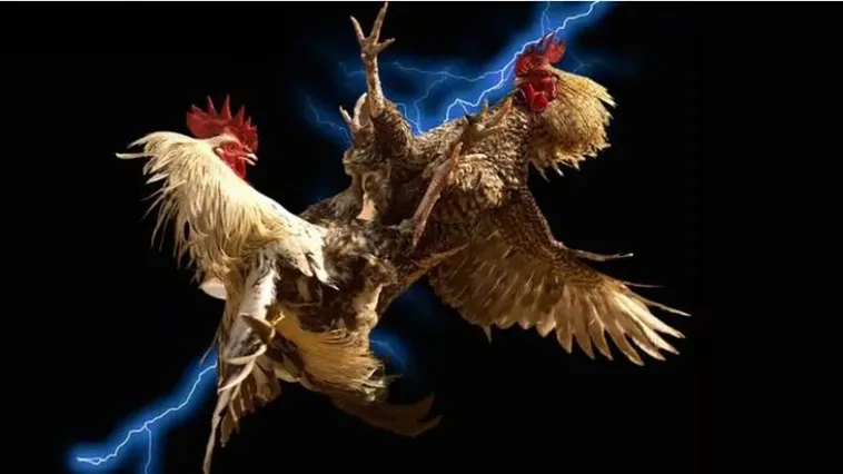 Đá Gà Bet88 Khám Phá Đấu Trường Trực Tuyến Đỉnh Cao Hàng Đầu