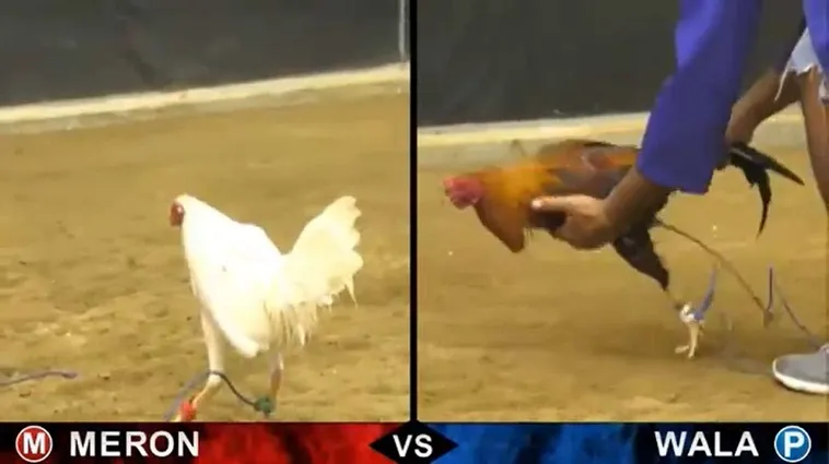 Cách Chơi Đá Gà Sabong Tại Bet88 Thắng Lớn Từ Các Cao Thủ